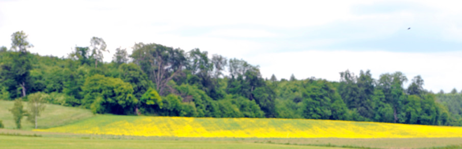 Sustainable forest management